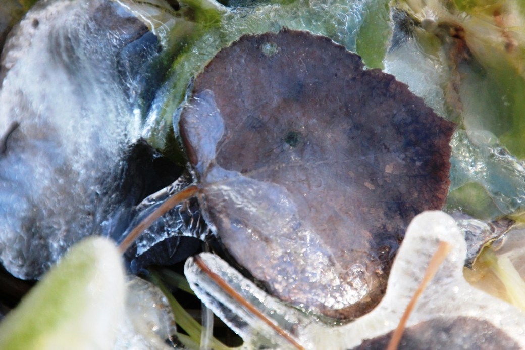 Rapture of the&nbsp;wild.