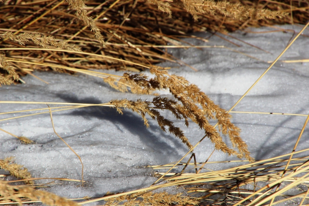 tall grass and shallow snow