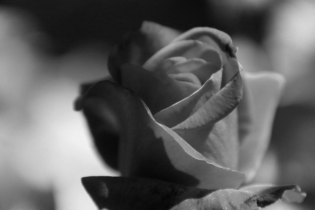 La vie en&nbsp;rose.