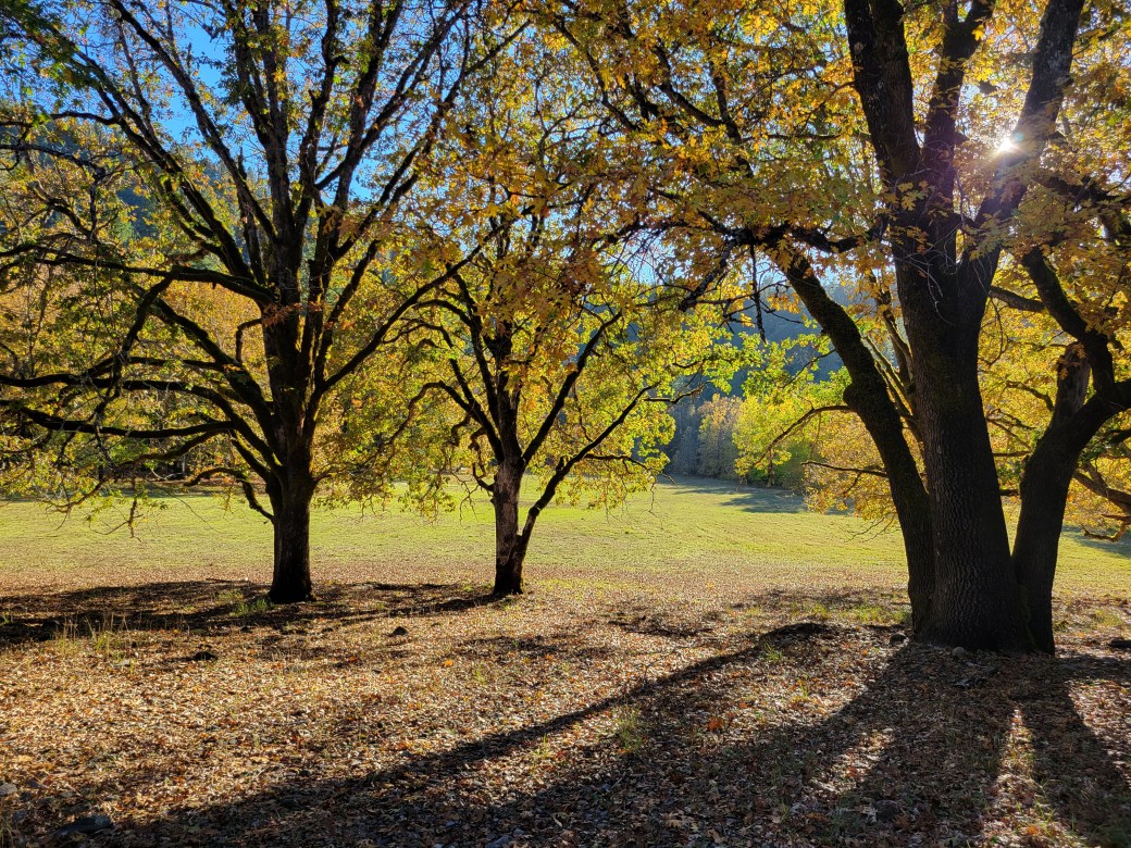 Awaiting Beaver Moon.
