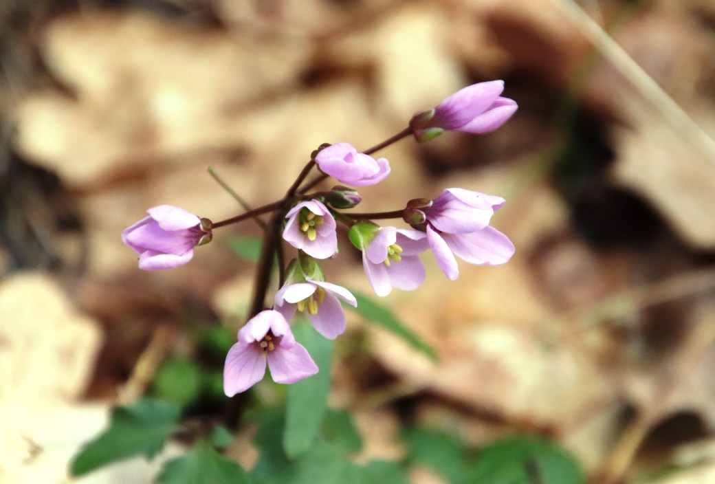 Simple late winter&nbsp;welcoming.